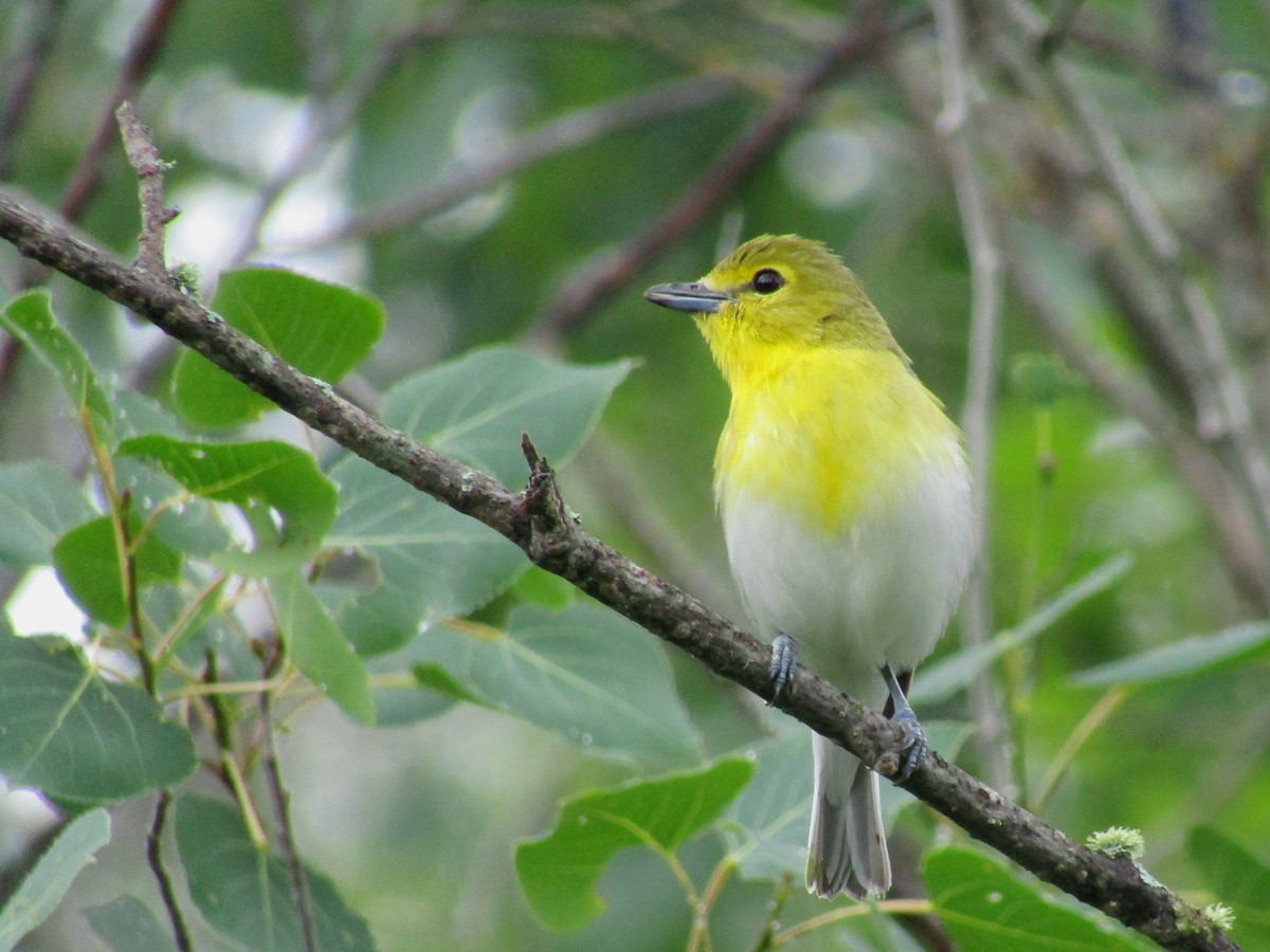 Yellow-throated Vireo - ML638291569