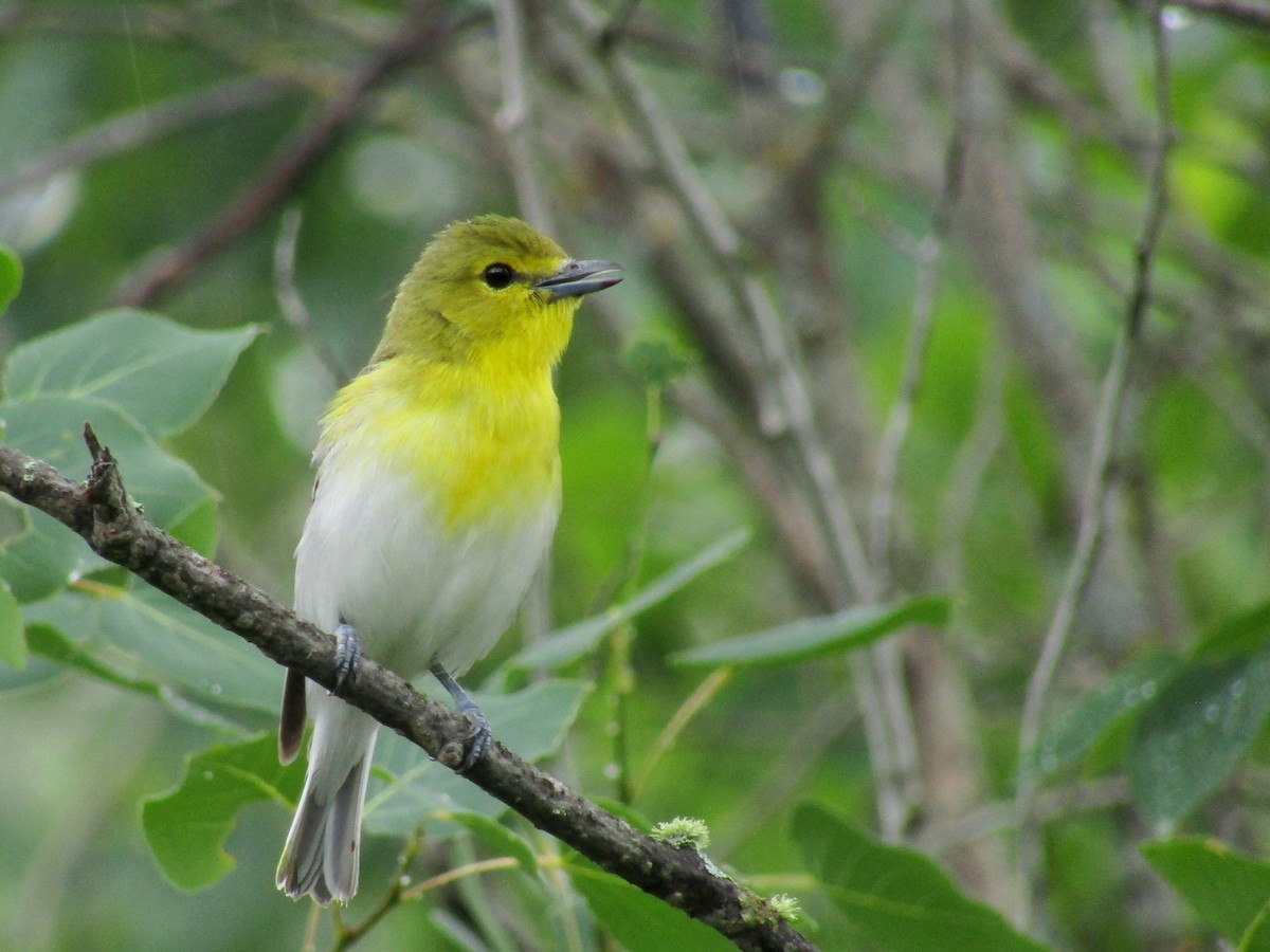 Yellow-throated Vireo - ML638291570