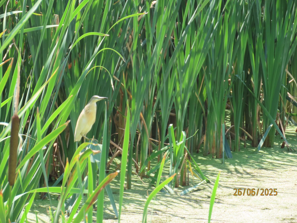 Squacco Heron - ML638291572