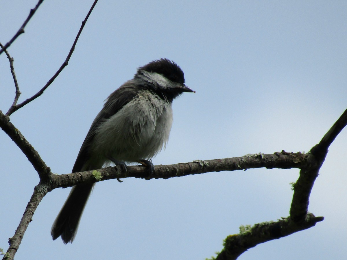Black-capped Chickadee - ML638291573