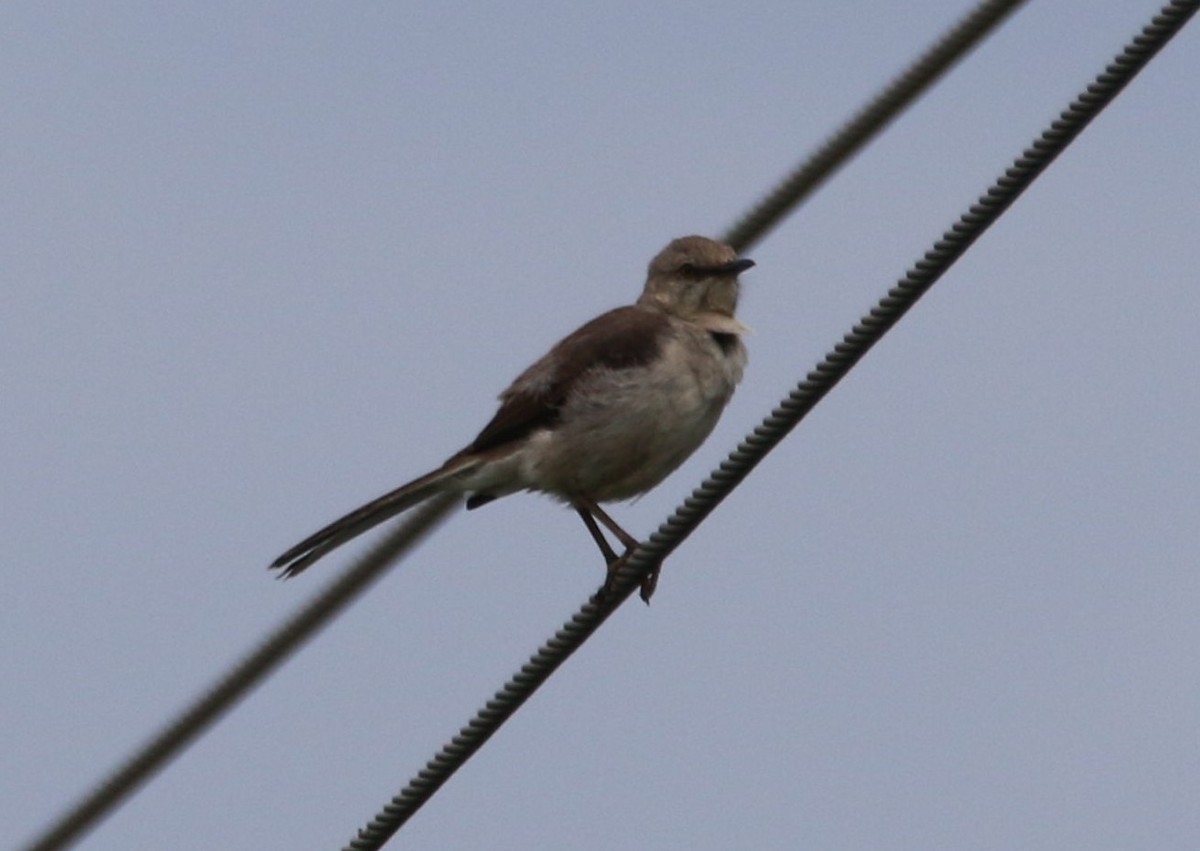 Northern Mockingbird - ML638291574