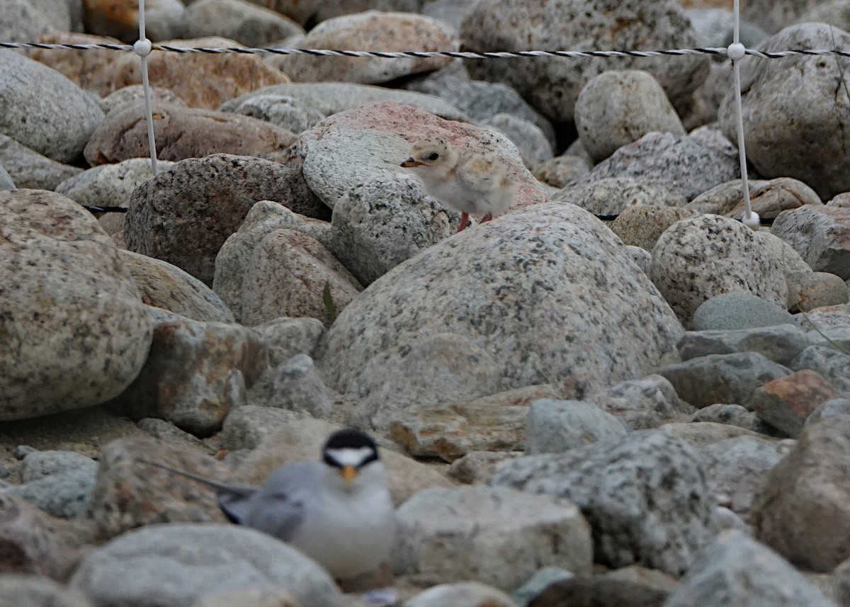 Least Tern - ML638291575