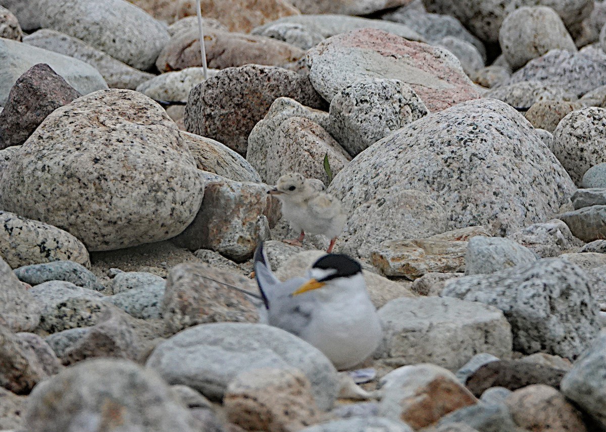 Least Tern - ML638291576