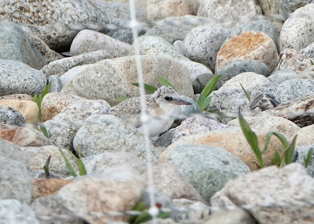 Least Tern - ML638291577
