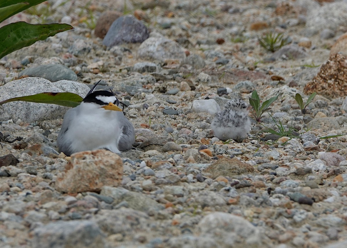 Least Tern - ML638291578