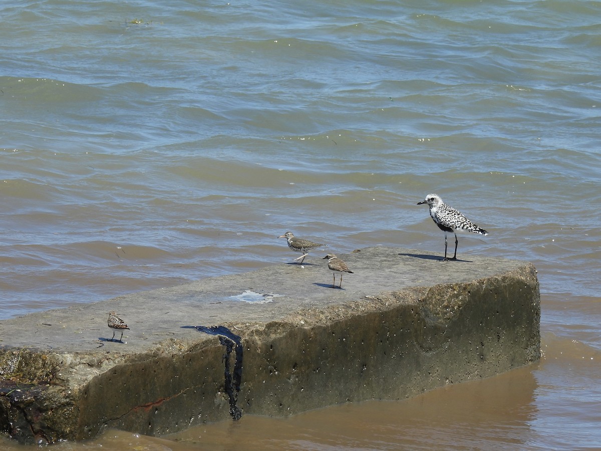 Black-bellied Plover - ML638291579