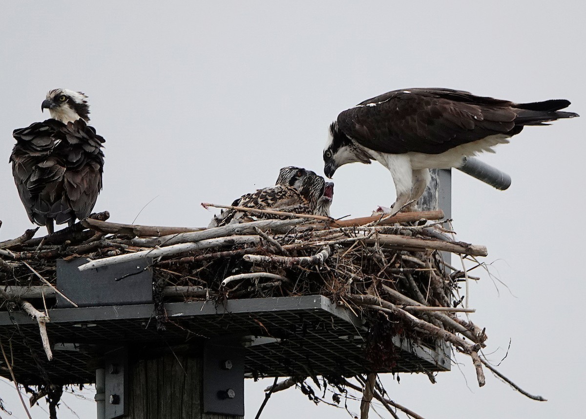Osprey - ML638291581