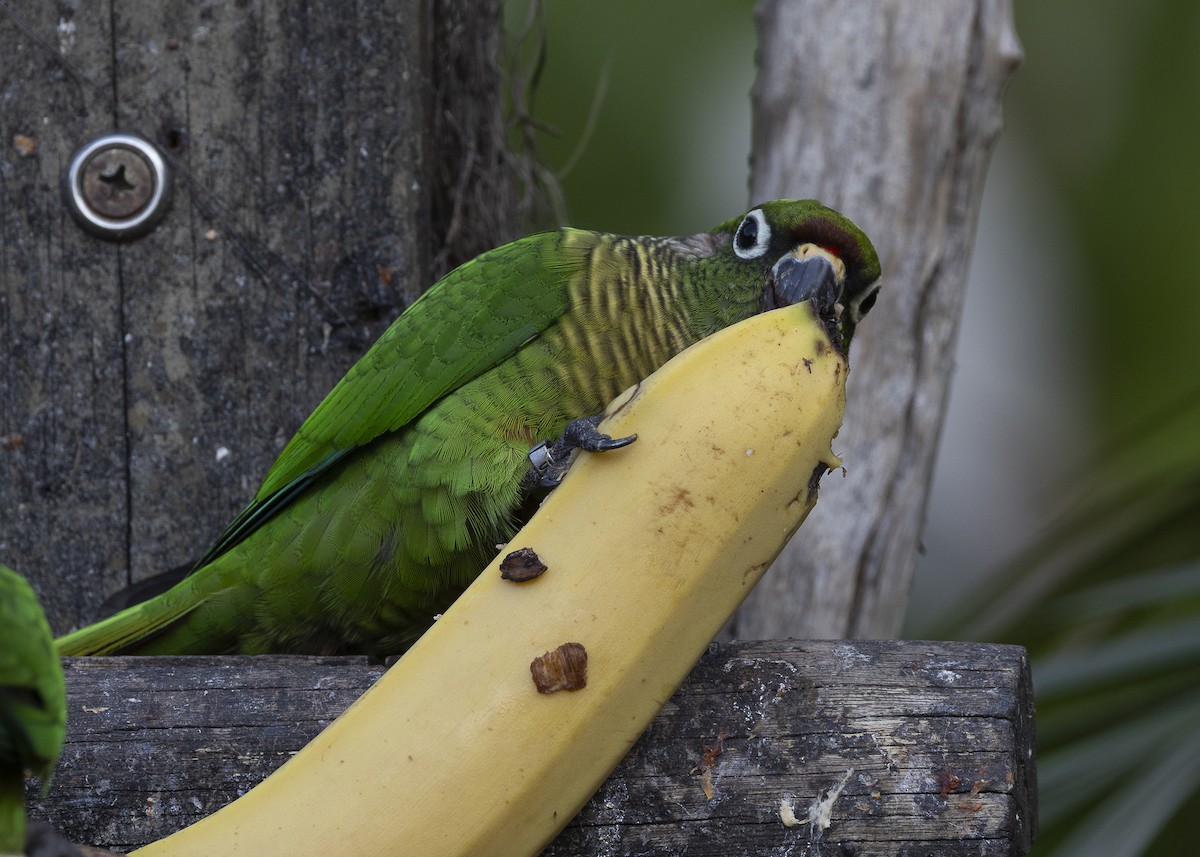 Maroon-bellied Parakeet - ML638291589