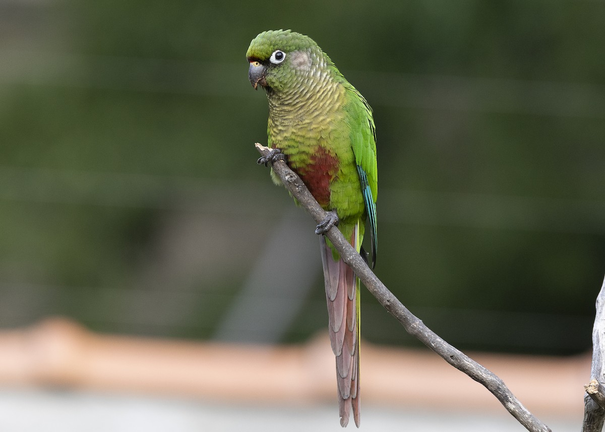 Maroon-bellied Parakeet - ML638291591