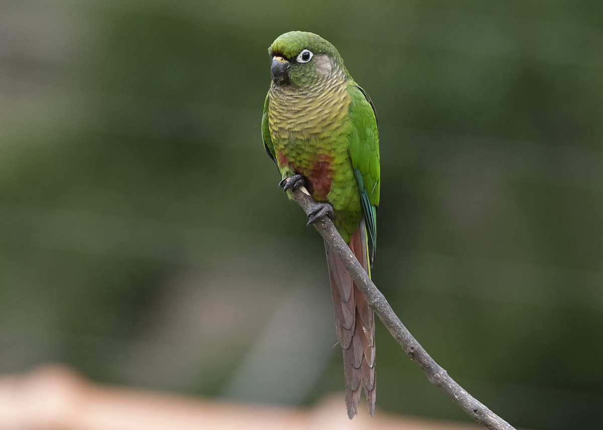 Maroon-bellied Parakeet - ML638291594