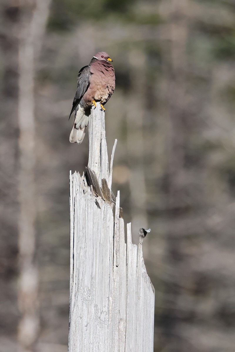 Band-tailed Pigeon - ML638291604