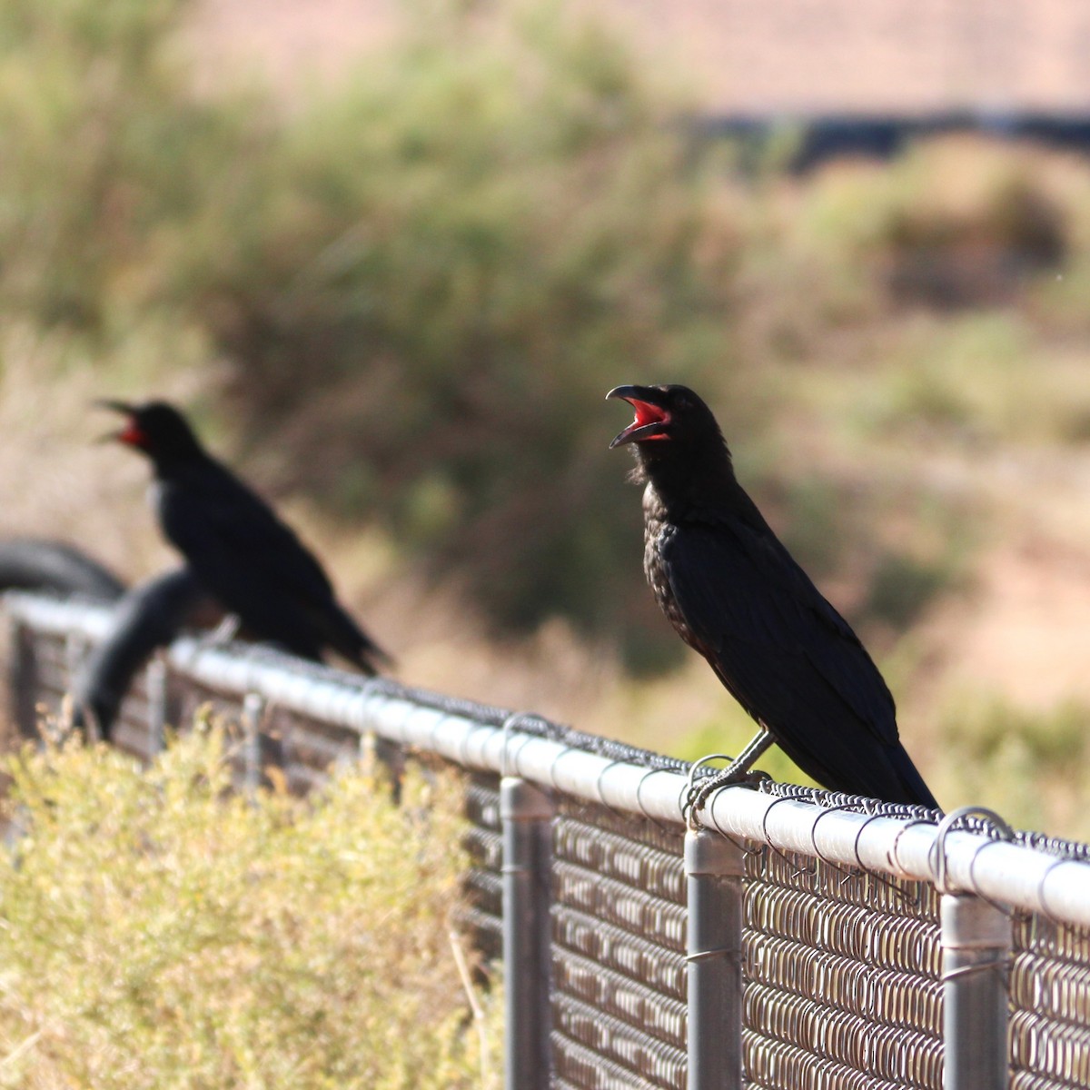 Common Raven - ML638291605