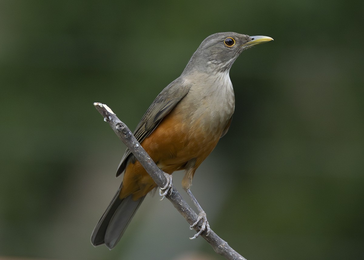 Rufous-bellied Thrush - ML638291611