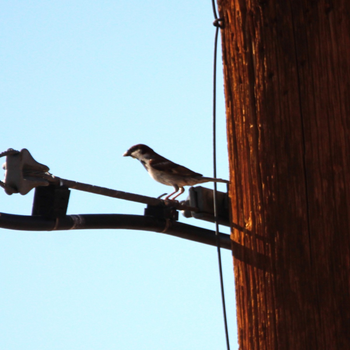 House Sparrow - ML638291612