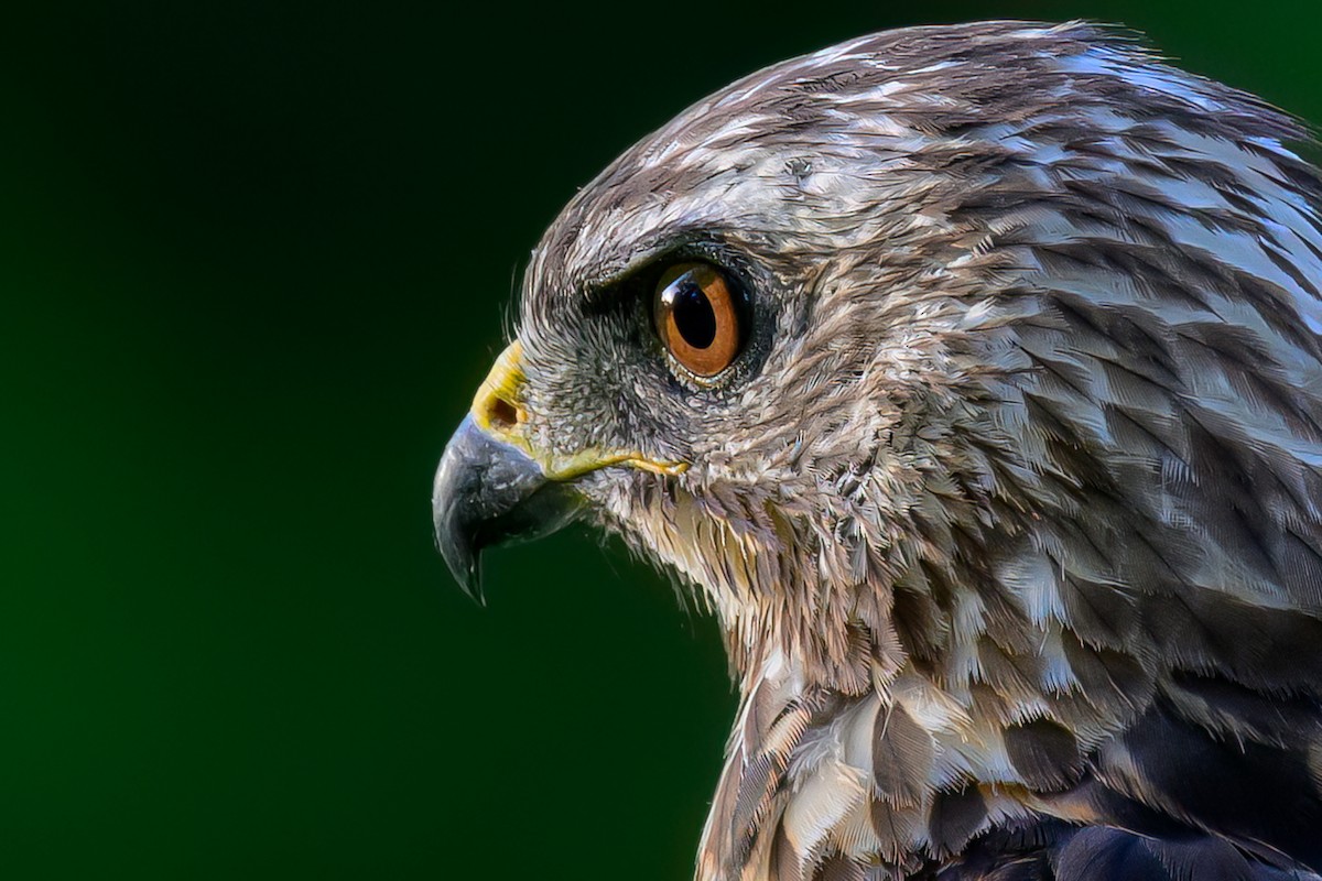 Broad-winged Hawk - ML638291619