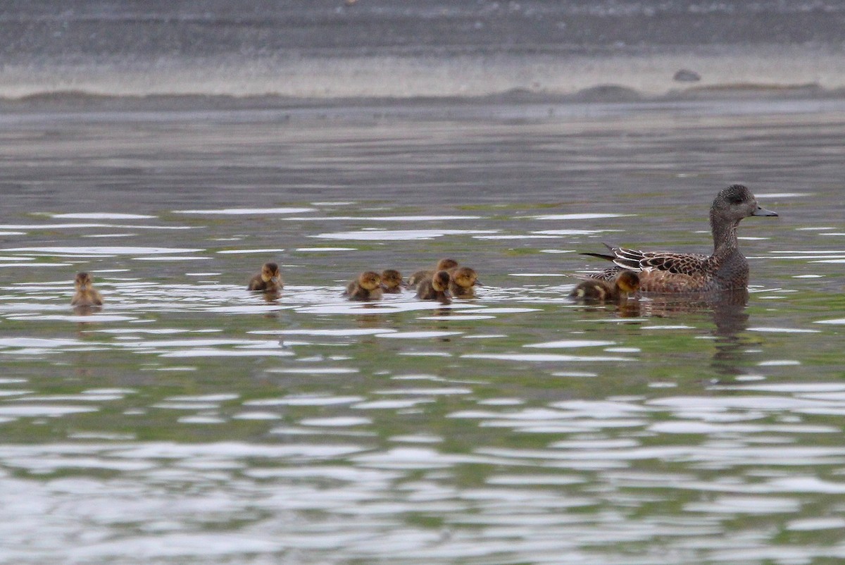 American Wigeon - ML638291633