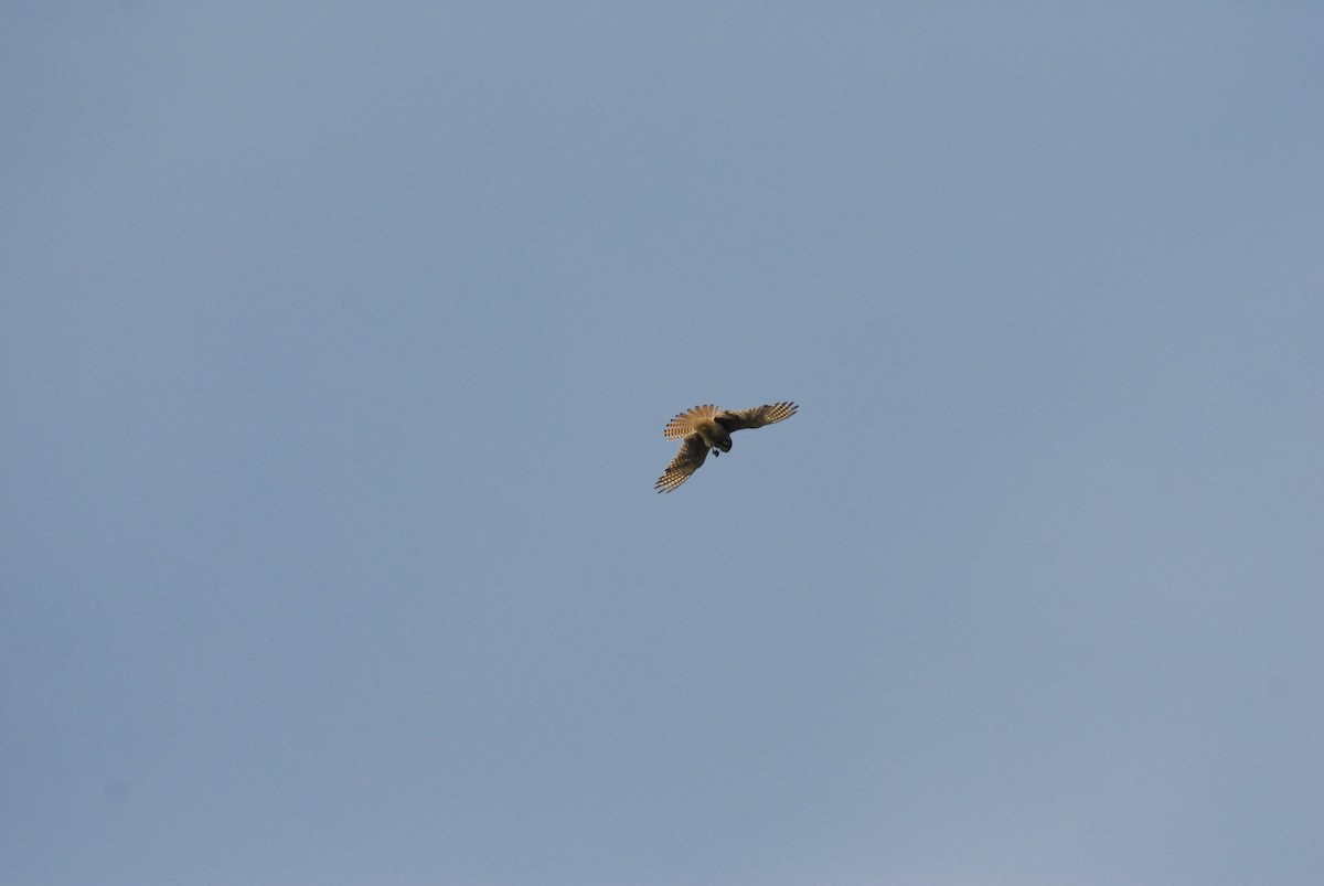 American Kestrel - ML638291637