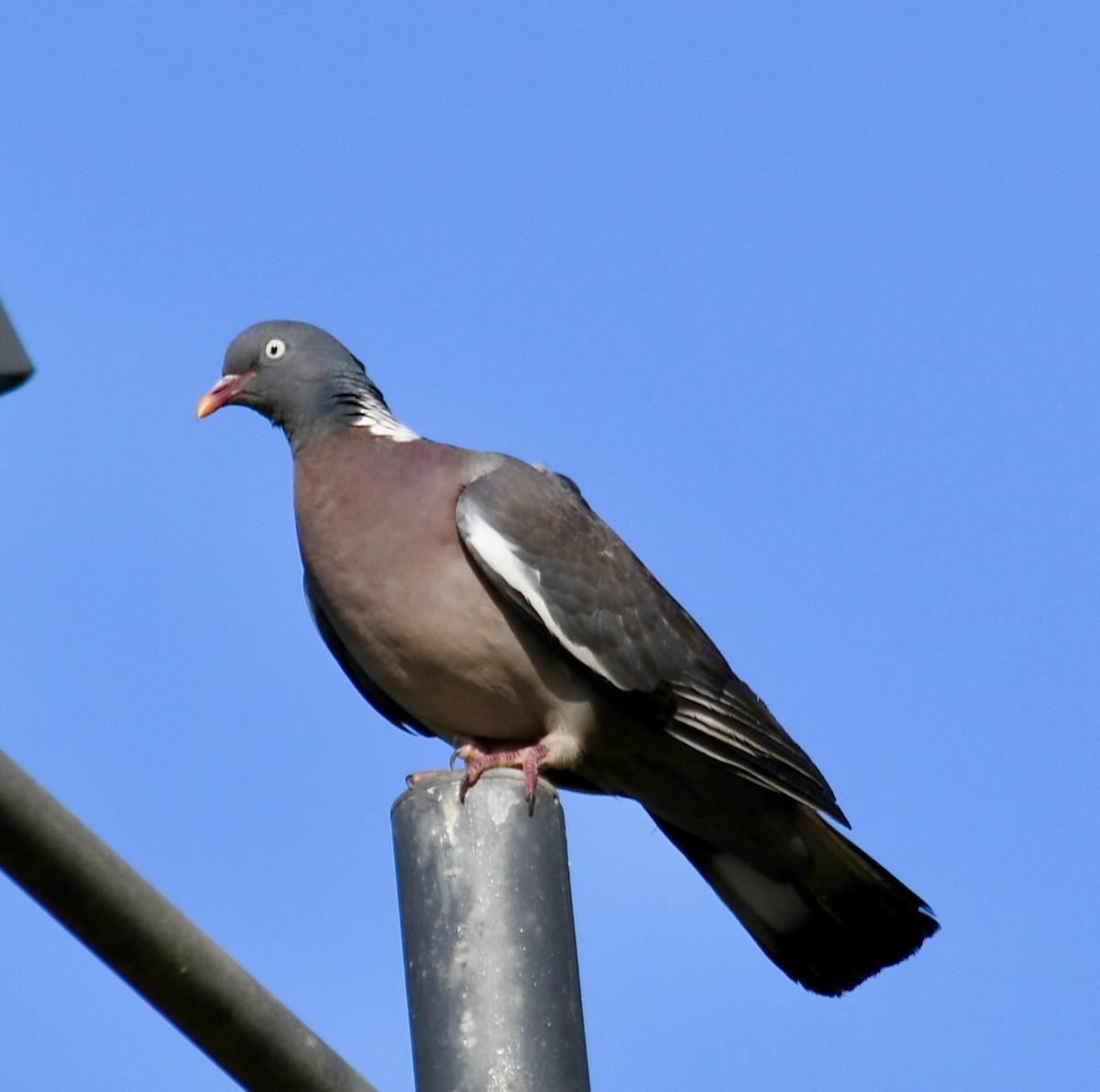 Common Wood-Pigeon - ML638291638