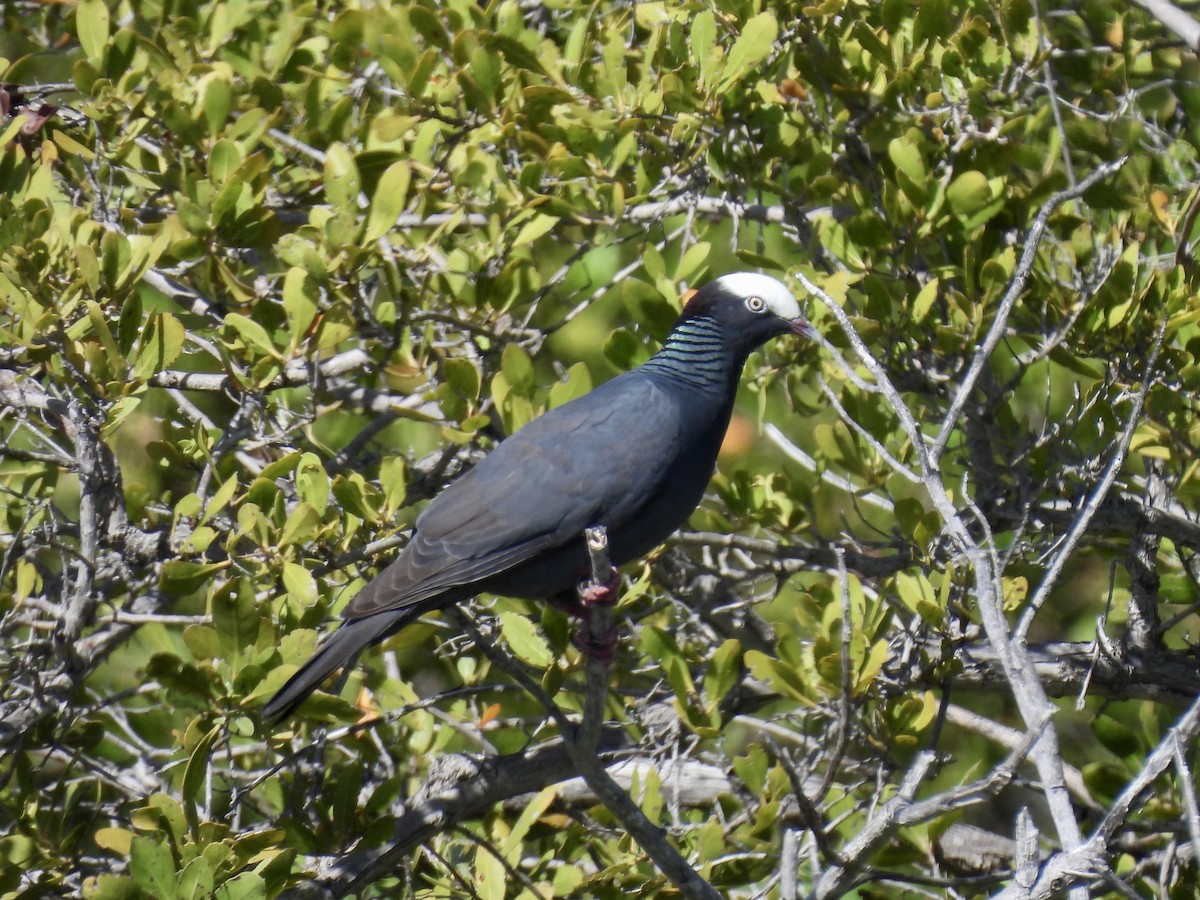 White-crowned Pigeon - ML638291640