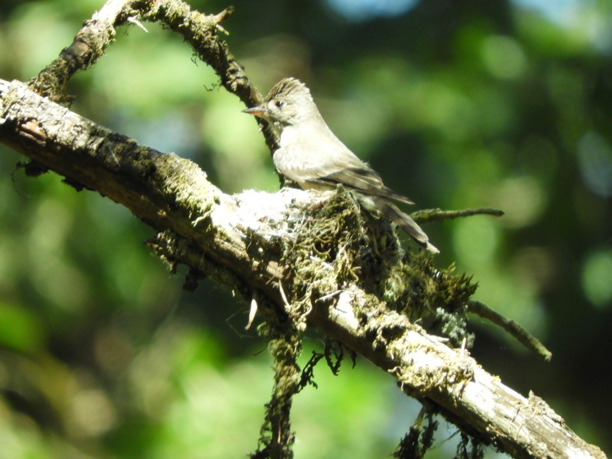 Western Wood-Pewee - ML638291642