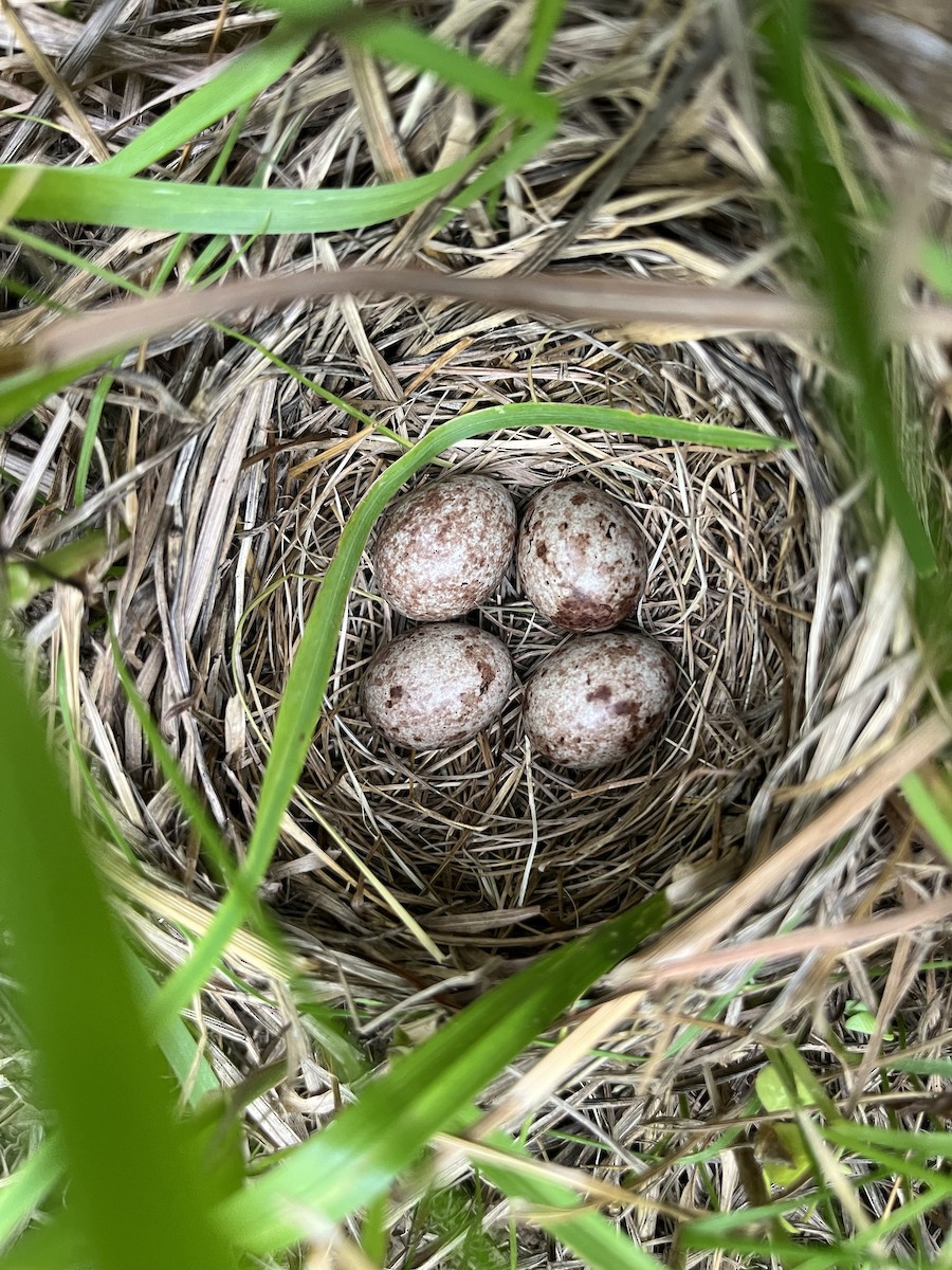 Bobolink - ML638291644