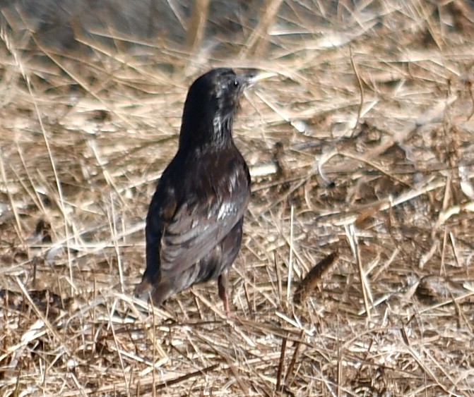 Spotless Starling - ML638291646
