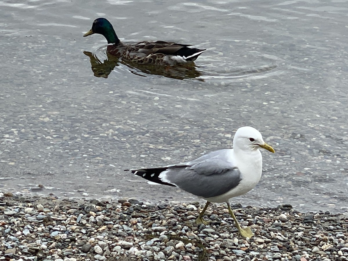 Canard colvert - ML638291667
