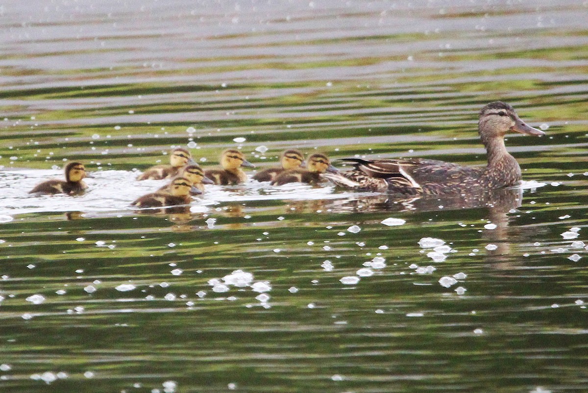 Canard colvert - ML638291676