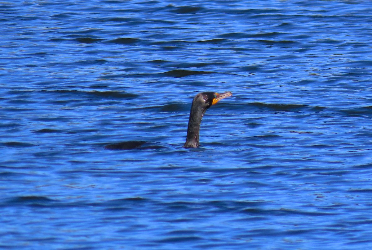 Cormoran à aigrettes - ML638291677