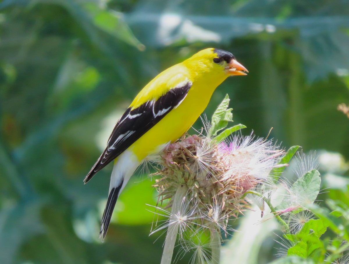 Chardonneret jaune - ML638291684