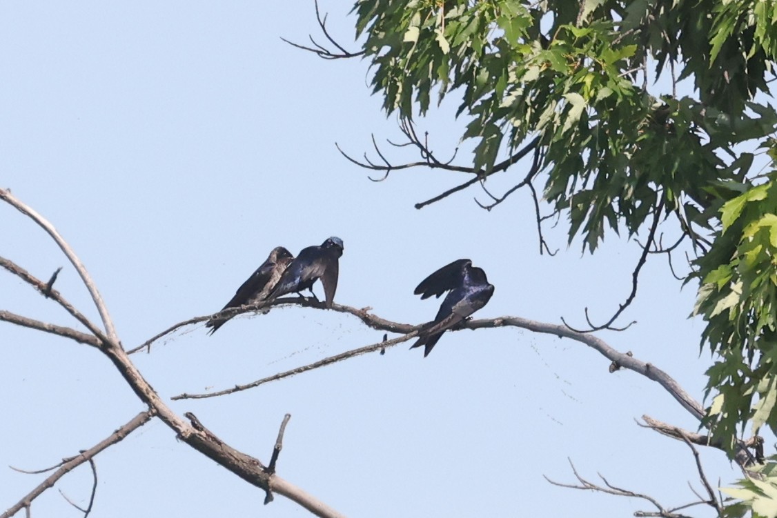 Purple Martin - ML638291695