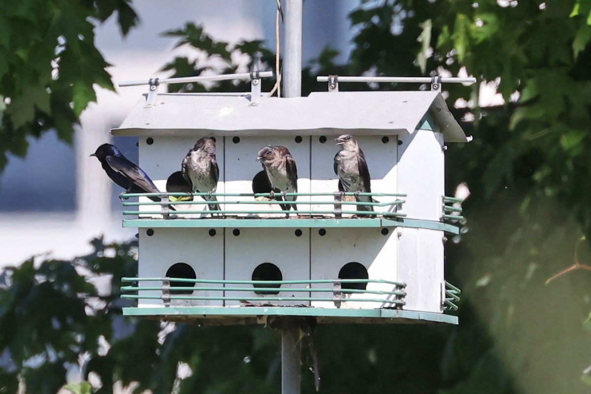 Purple Martin - ML638291696