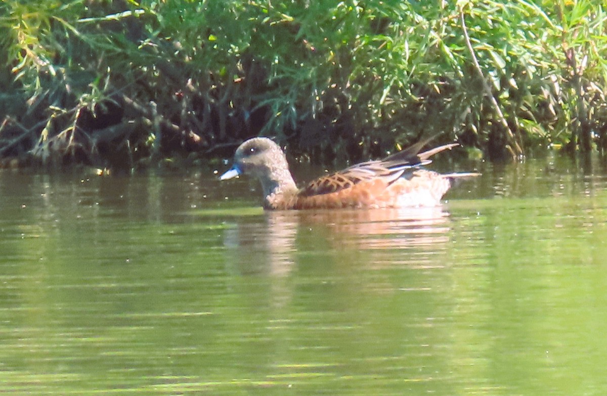 American Wigeon - ML638291715
