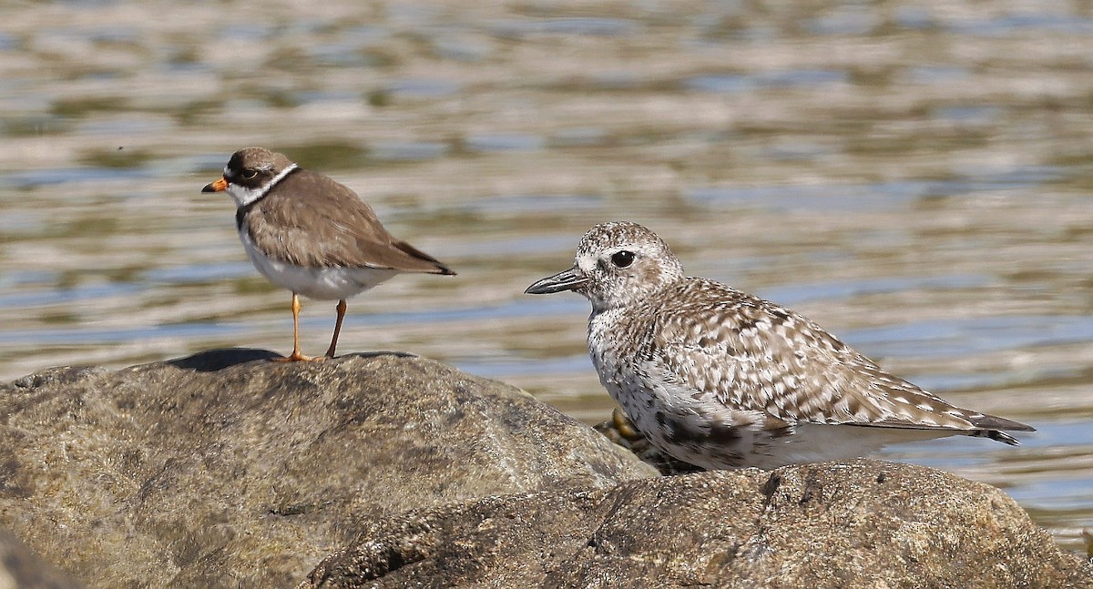 Black-bellied Plover - ML638291716