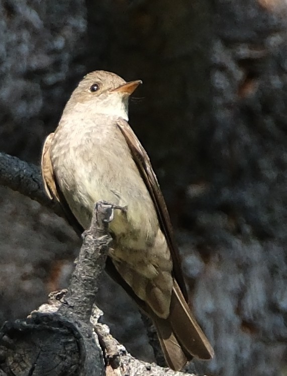 Western Wood-Pewee - ML638291721