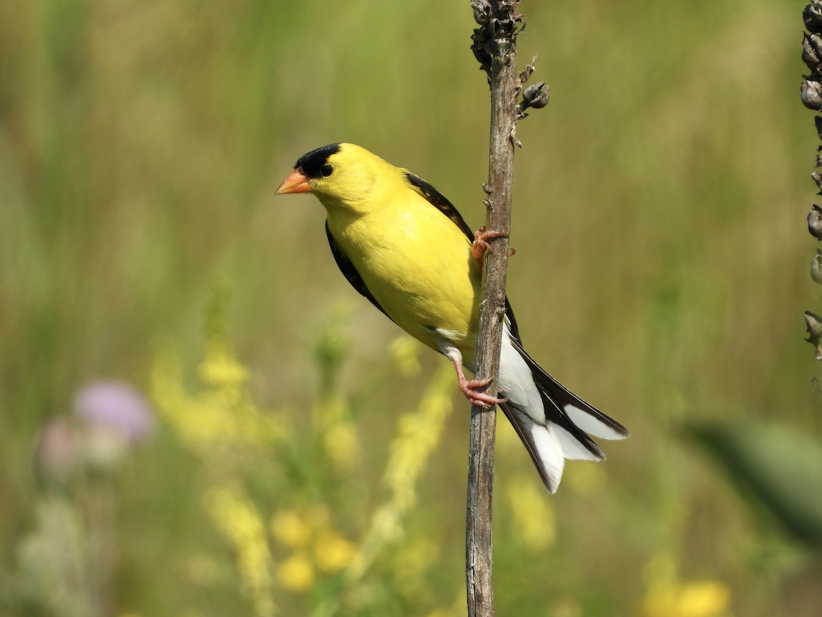 American Goldfinch - ML638291722