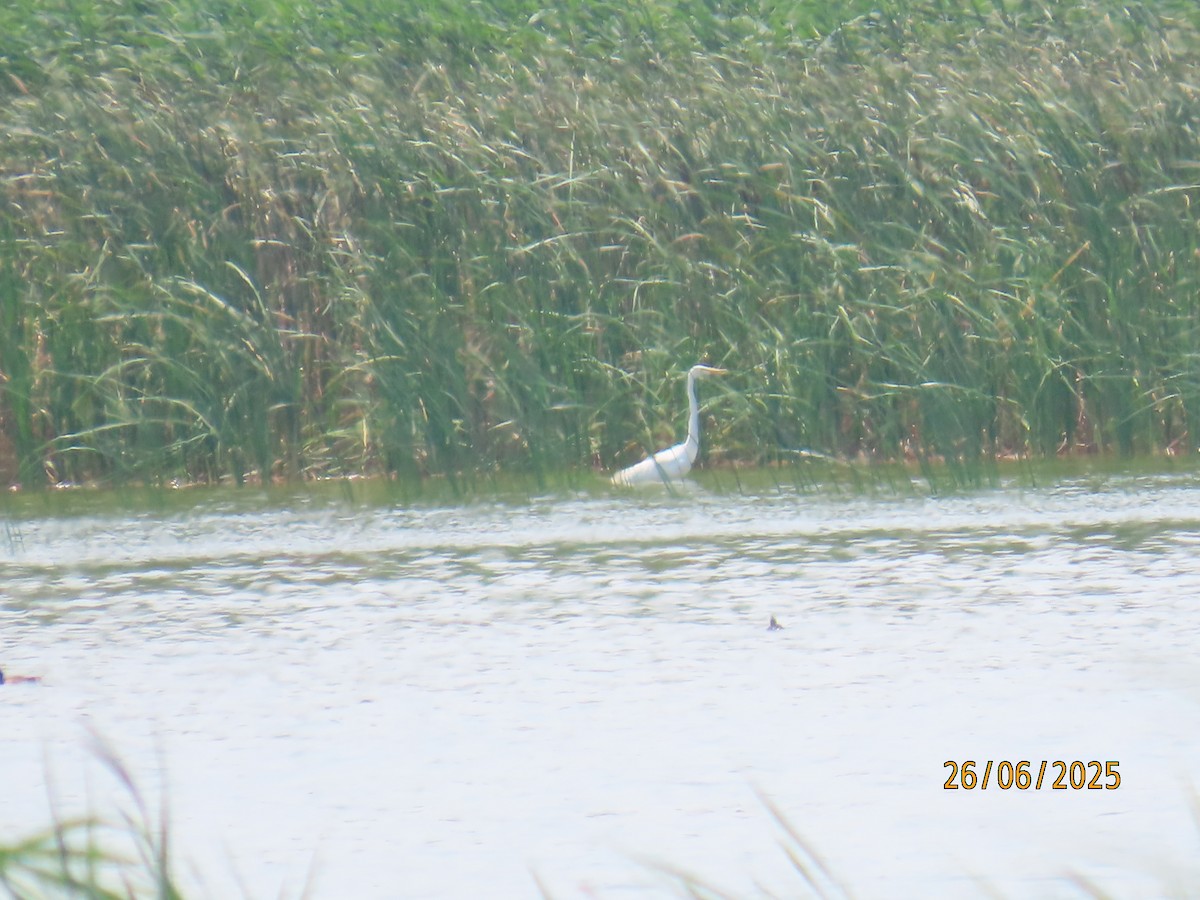 Great Egret - ML638291725