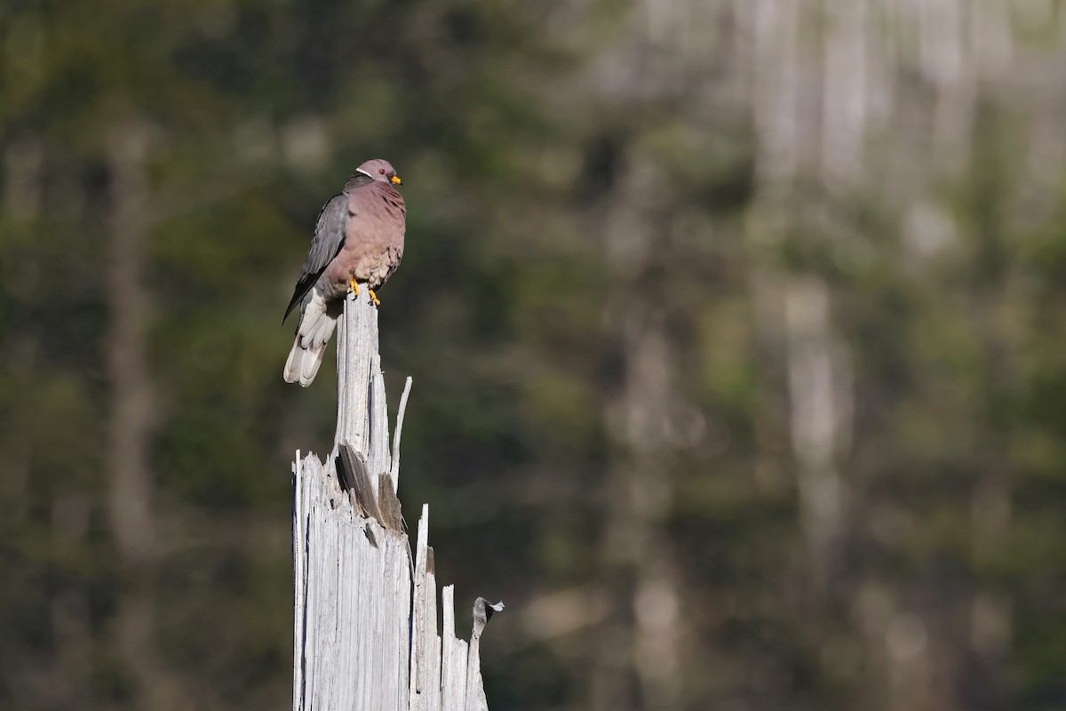 Band-tailed Pigeon - ML638291727