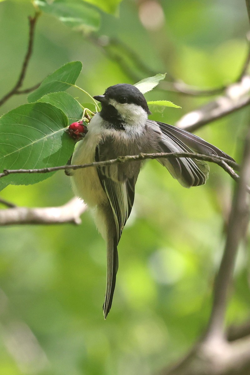 Black-capped Chickadee - ML638291728