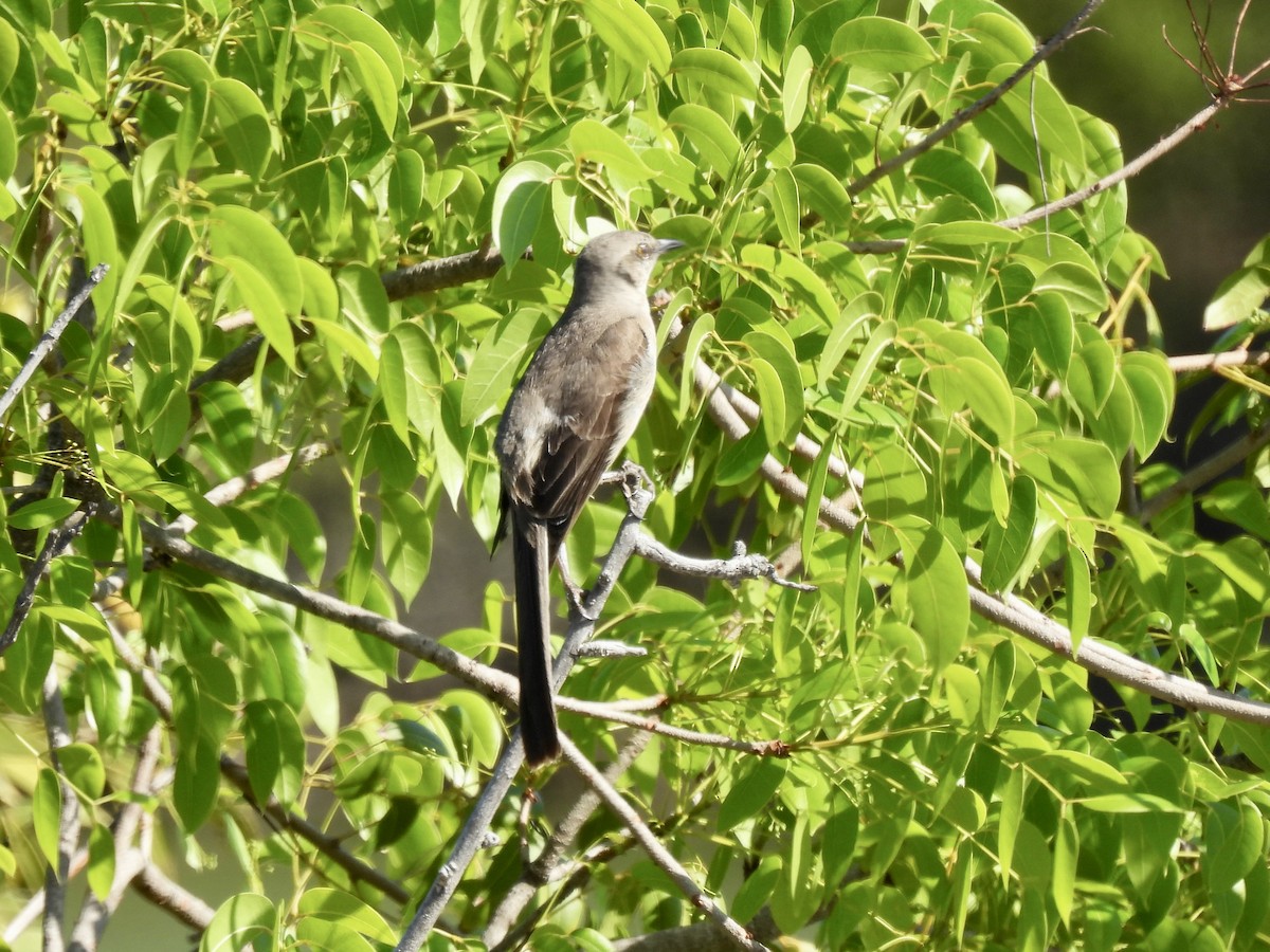 Northern Mockingbird - ML638291730