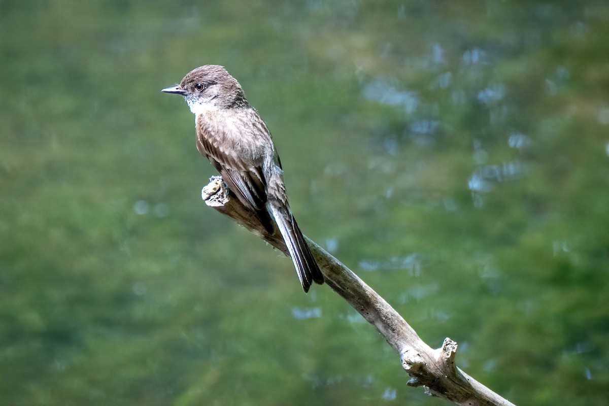 Eastern Phoebe - ML638291731