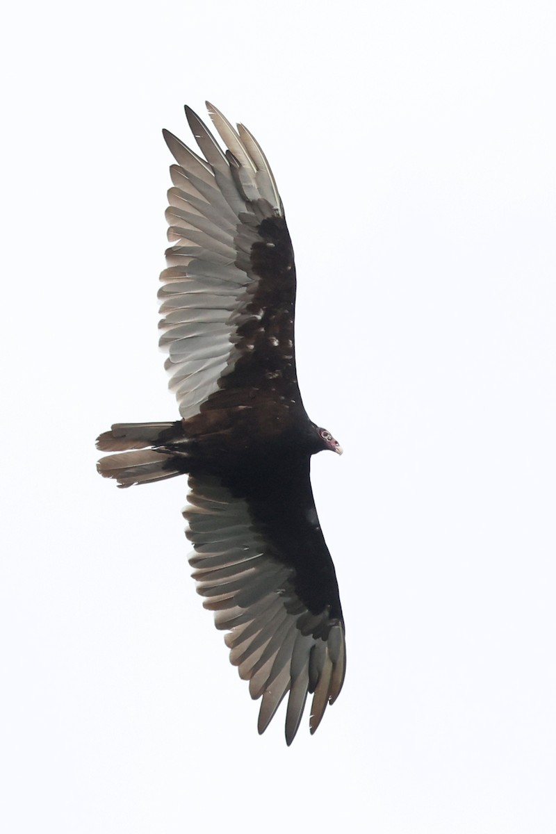 Turkey Vulture - ML638291732