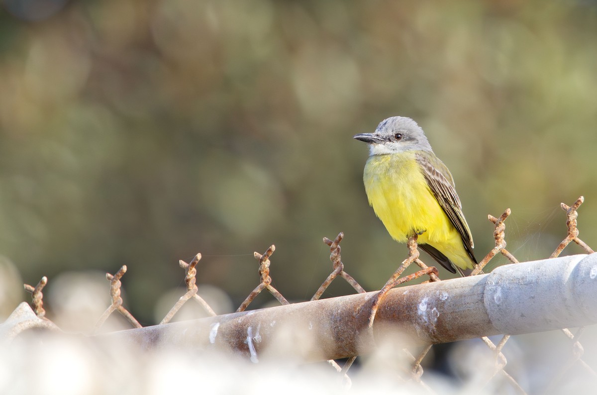 Tropical Kingbird - ML638291739