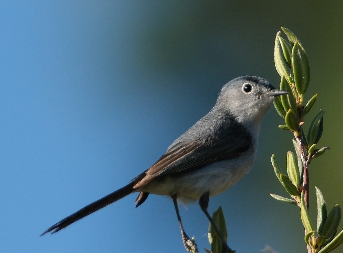 Blue-gray Gnatcatcher - ML638291740