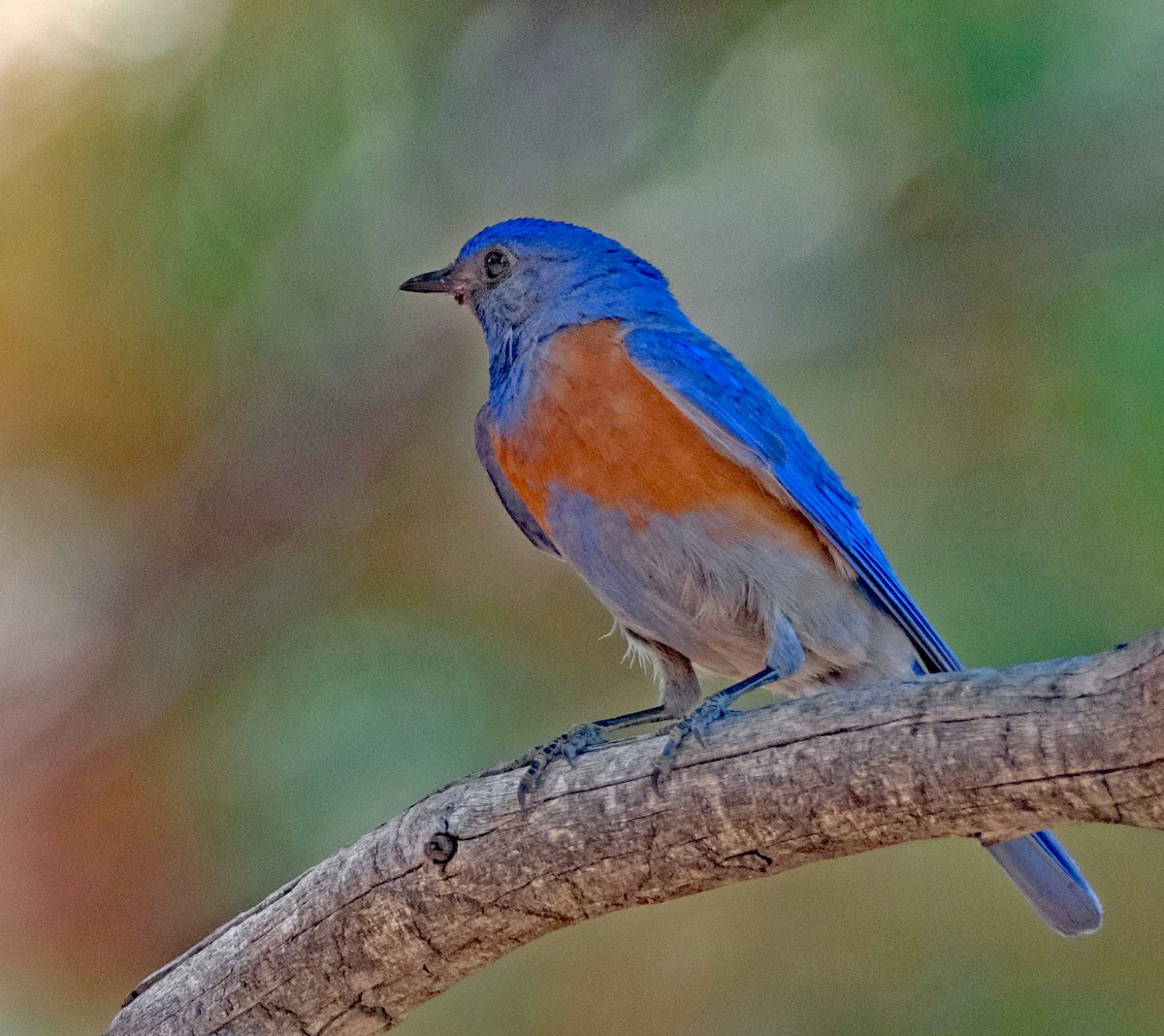 Western Bluebird - ML638291744