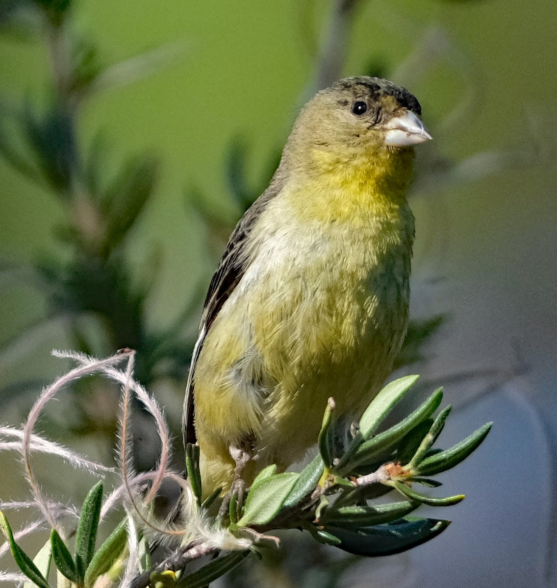 Lesser Goldfinch - ML638291749