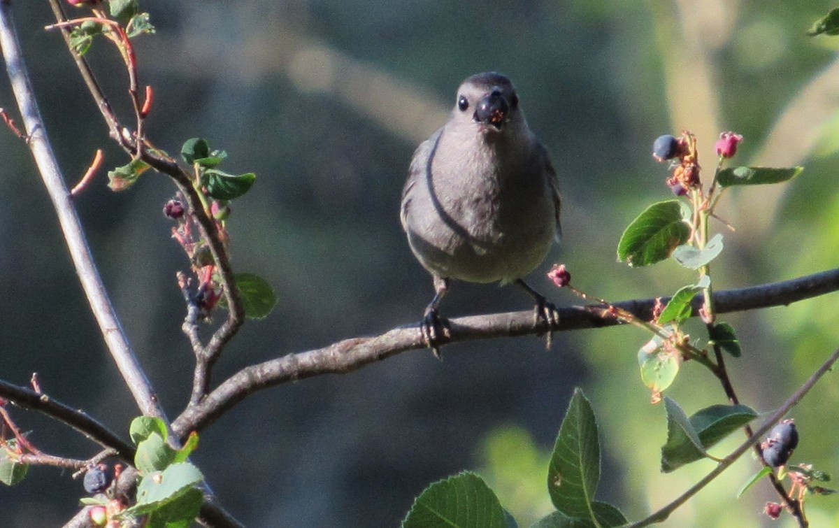 Gray Catbird - ML638291751