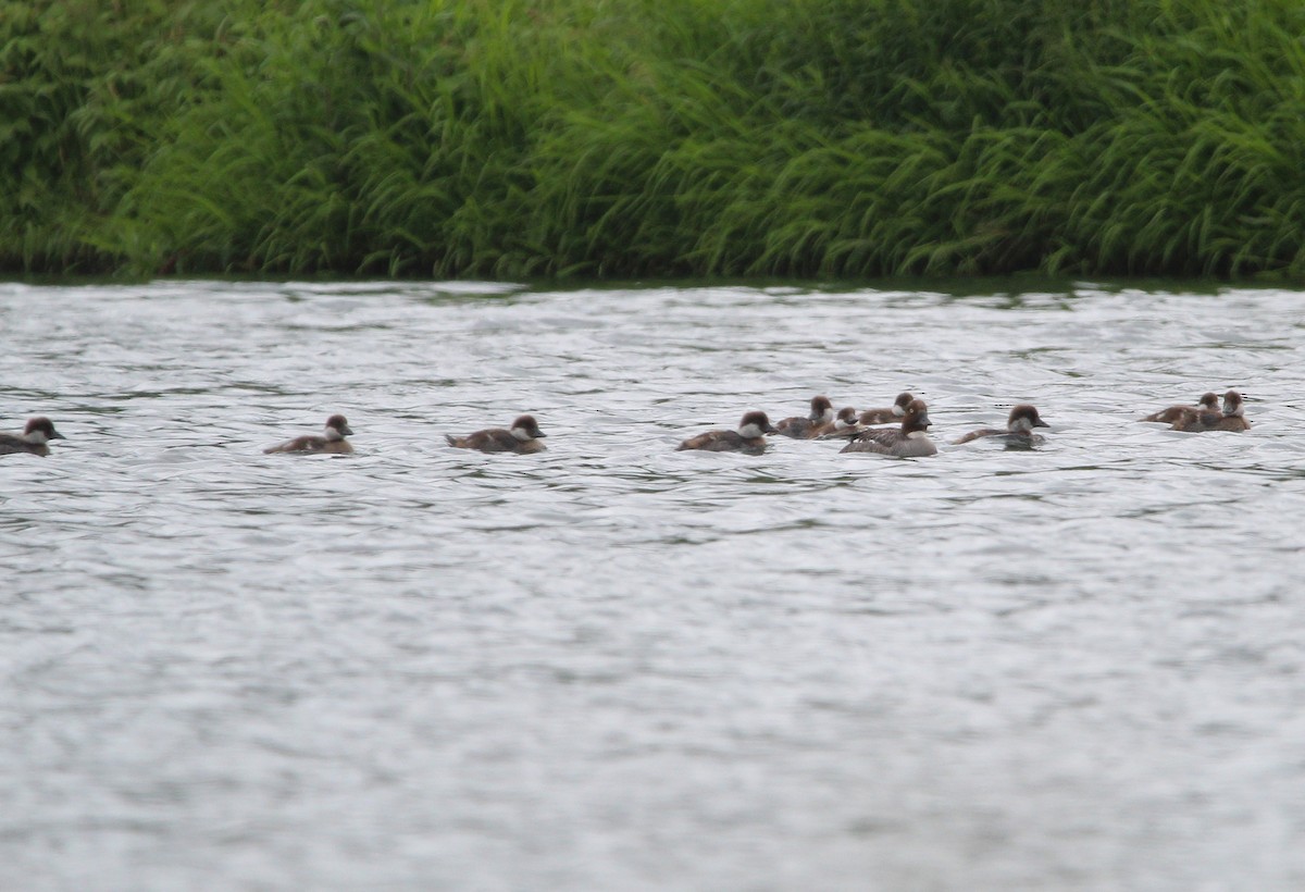 Common Goldeneye - ML638291754