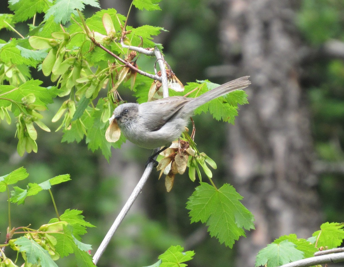 Bushtit - ML638291762