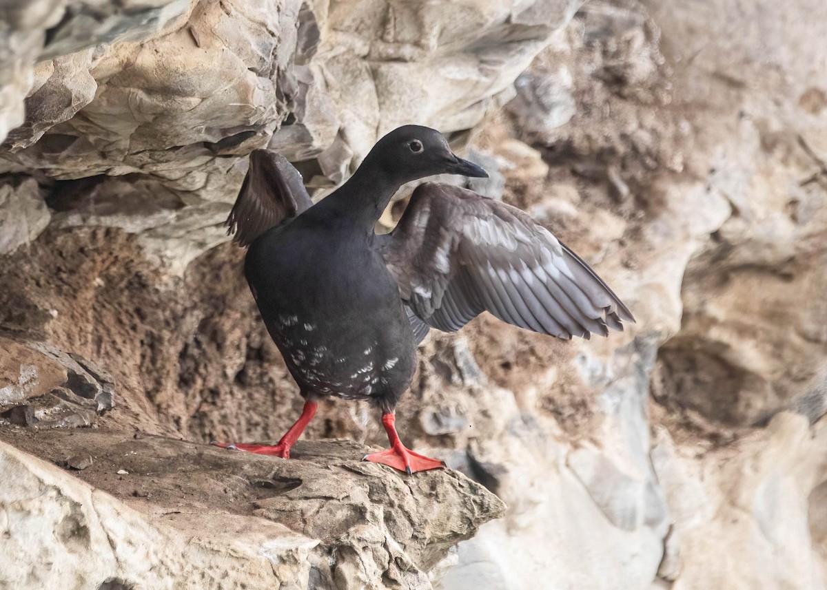 Pigeon Guillemot - ML638291763
